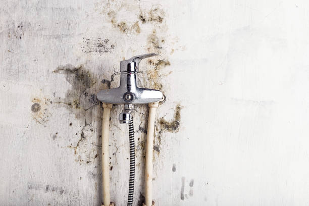 Best Certified Mold Removal  in Telluride, CO