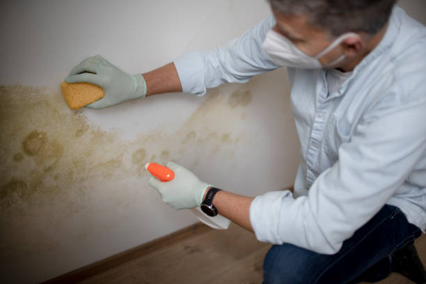 Best Attic Mold Removal  in Telluride, CO