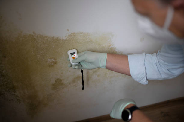 Best Commercial Mold Removal  in Telluride, CO
