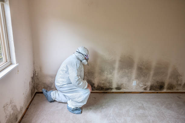 Best Mold Damage Repair  in Telluride, CO