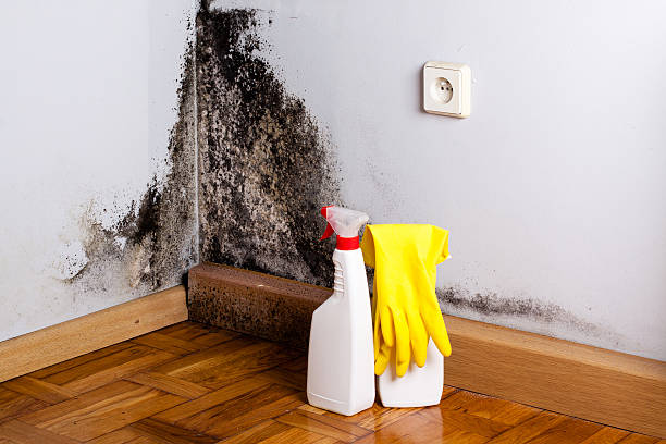 Best Emergency Mold Removal  in Telluride, CO