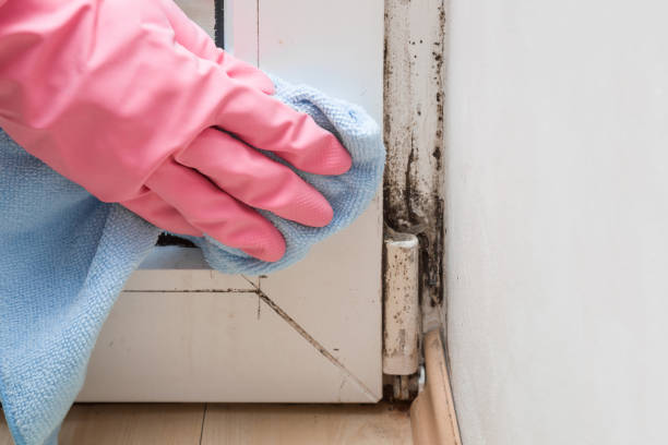 Best Crawl Space Mold Removal  in Telluride, CO
