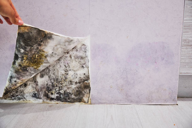 Best Mold Damage Repair  in Telluride, CO